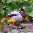 11154176+77 - duck mallard family-1.jpg