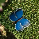 70703592 - Metal Butterfly Blue - in situ carré.webp