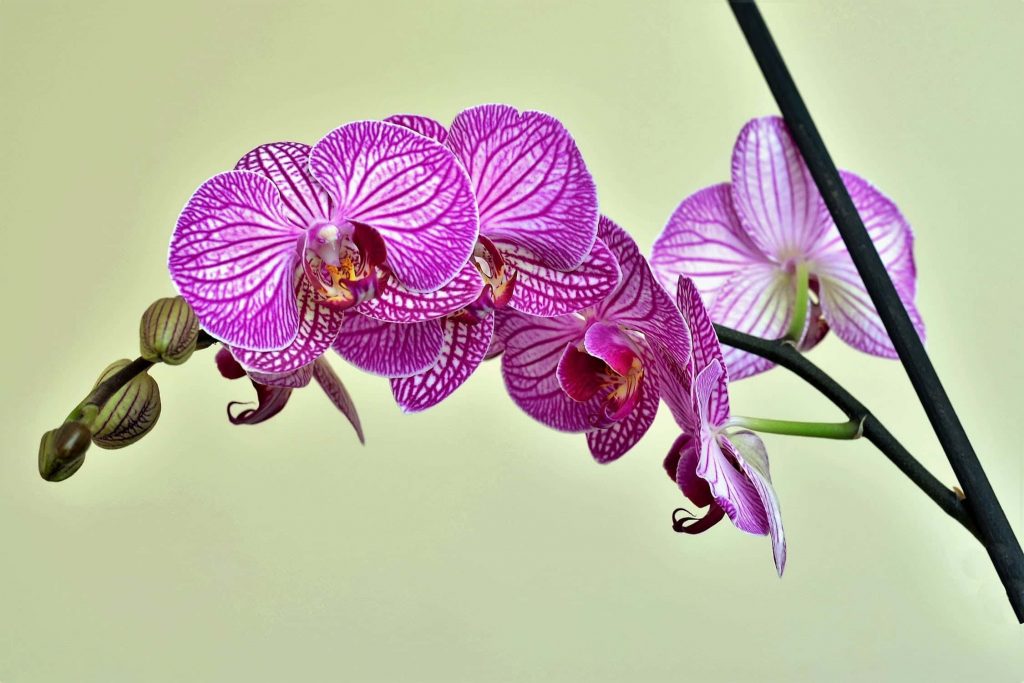 Quel pot choisir pour mon orchidée ?