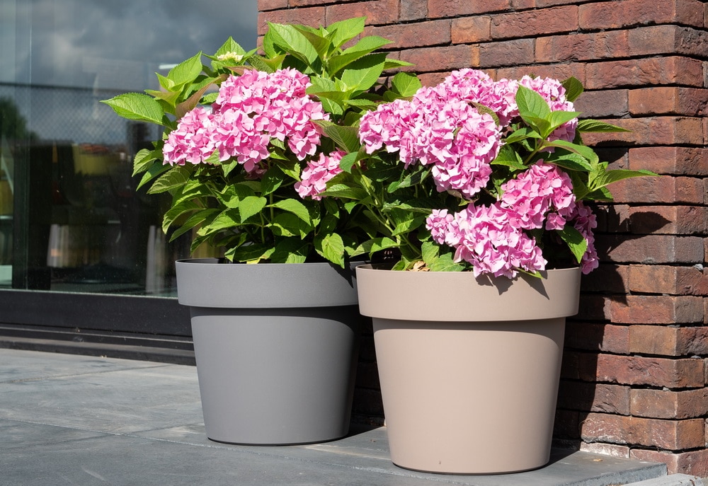 Potted hydrangeas: growing and care tips