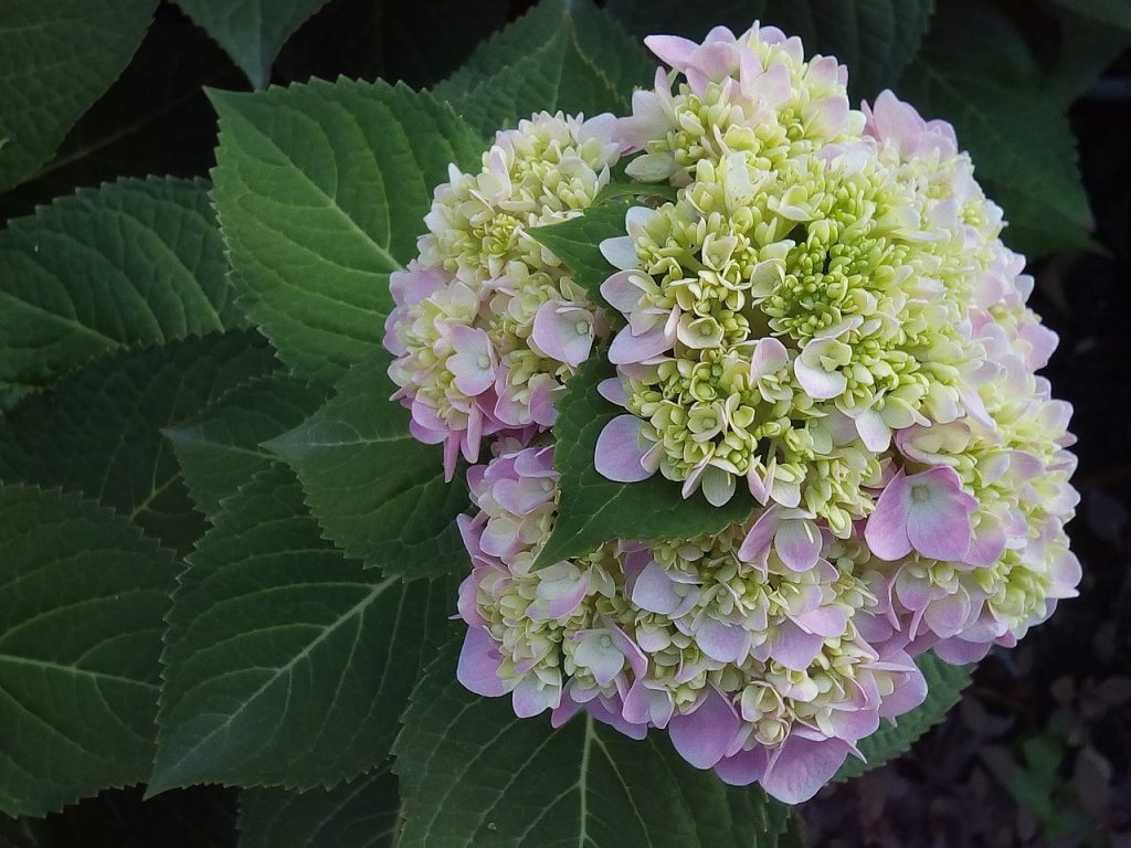 Potted Hydrangeas Growing And Care Tips Croix Chatelain